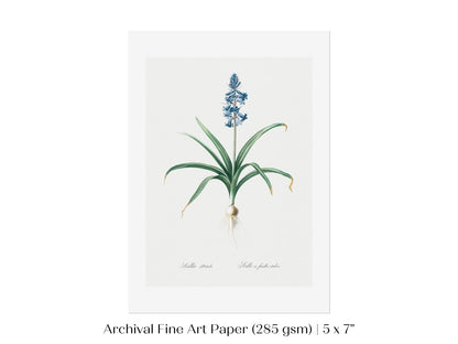 Scilla Patula Lily Illustration | P91 - Single Art Prints - Piccolo Fiore Prints