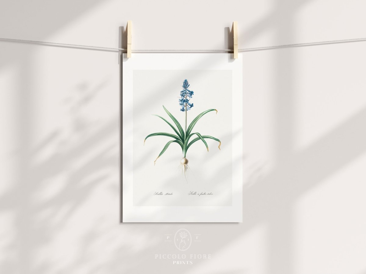 Scilla Patula Lily Illustration | P91 - Single Art Prints - Piccolo Fiore Prints