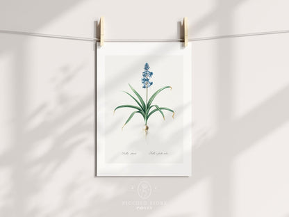 Scilla Patula Lily Illustration | P91 - Single Art Prints - Piccolo Fiore Prints