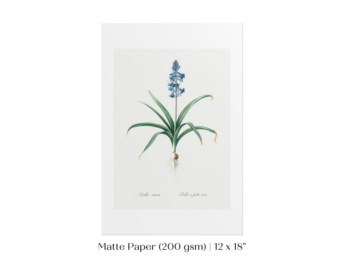 Scilla Patula Lily Illustration | P91 - Single Art Prints - Piccolo Fiore Prints