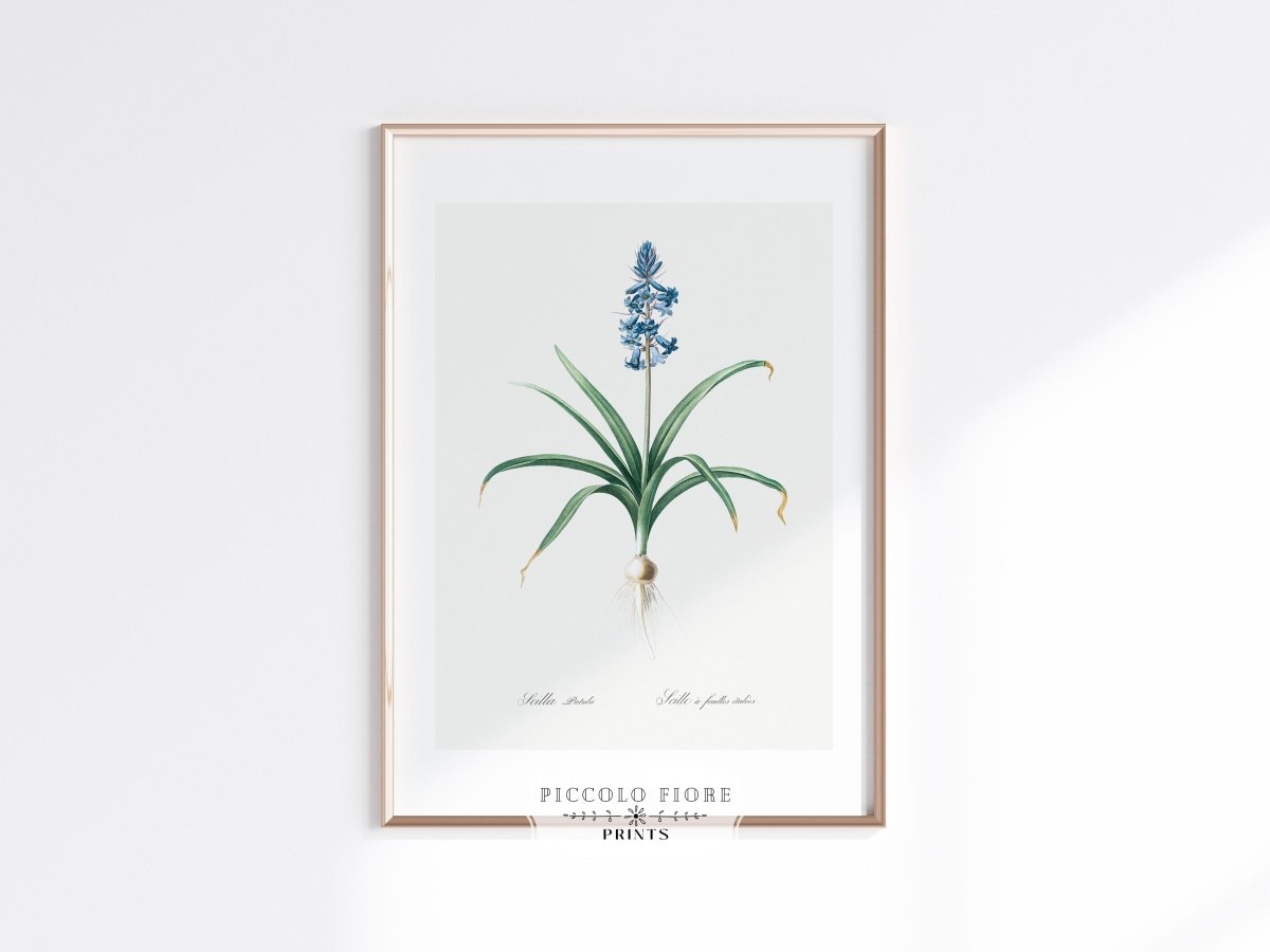 Scilla Patula Lily Illustration | P91 - Single Art Prints - Piccolo Fiore Prints