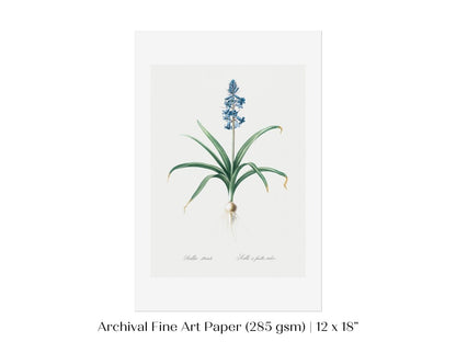 Scilla Patula Lily Illustration | P91 - Single Art Prints - Piccolo Fiore Prints