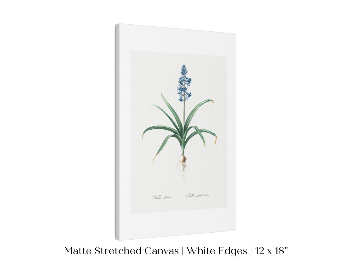 Scilla Patula Lily Illustration | P91 - Single Art Prints - Piccolo Fiore Prints