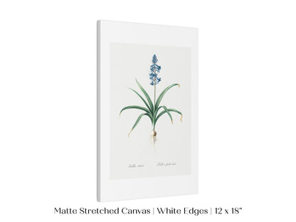 Scilla Patula Lily Illustration | P91 - Single Art Prints - Piccolo Fiore Prints