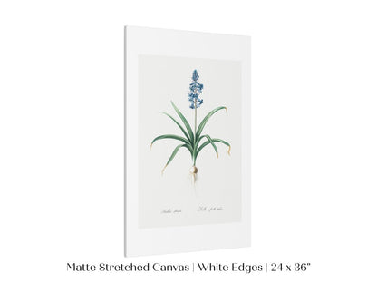 Scilla Patula Lily Illustration | P91 - Single Art Prints - Piccolo Fiore Prints