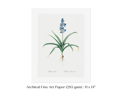 Scilla Patula Lily Illustration | P91 - Single Art Prints - Piccolo Fiore Prints