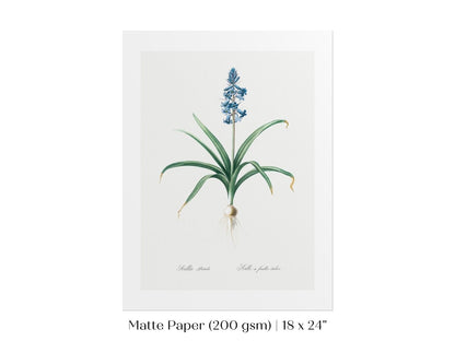 Scilla Patula Lily Illustration | P91 - Single Art Prints - Piccolo Fiore Prints