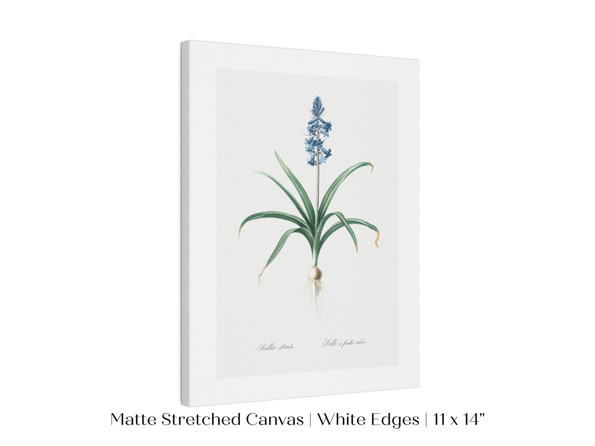 Scilla Patula Lily Illustration | P91 - Single Art Prints - Piccolo Fiore Prints