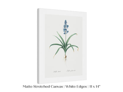 Scilla Patula Lily Illustration | P91 - Single Art Prints - Piccolo Fiore Prints