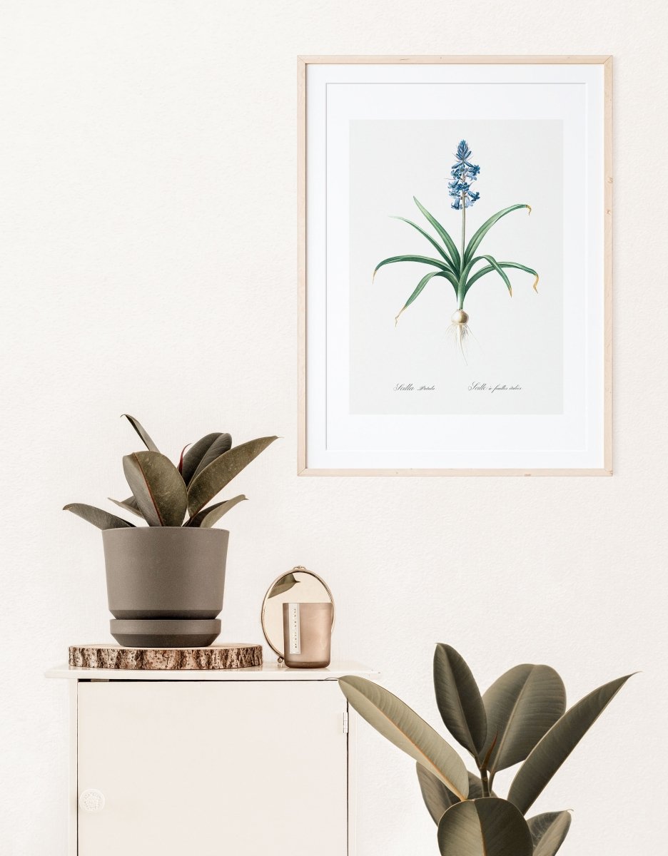 Scilla Patula Lily Illustration | P91 - Single Art Prints - Piccolo Fiore Prints