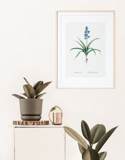 Scilla Patula Lily Illustration | P91 - Single Art Prints - Piccolo Fiore Prints