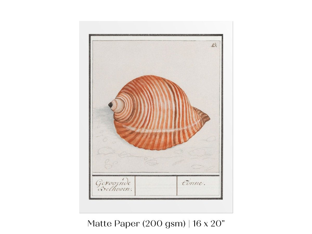 Sea Snail | P262 - Single Art Prints - Piccolo Fiore Prints