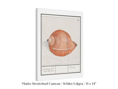 Sea Snail | P262 - Single Art Prints - Piccolo Fiore Prints