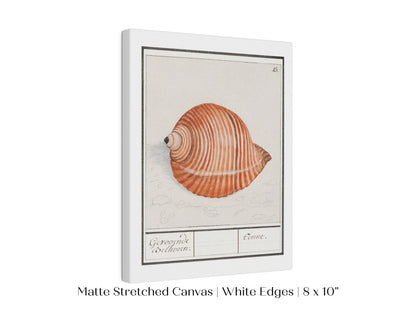 Sea Snail | P262 - Single Art Prints - Piccolo Fiore Prints
