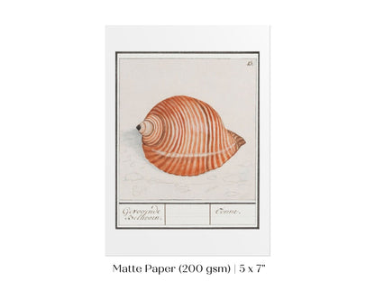 Sea Snail | P262 - Single Art Prints - Piccolo Fiore Prints