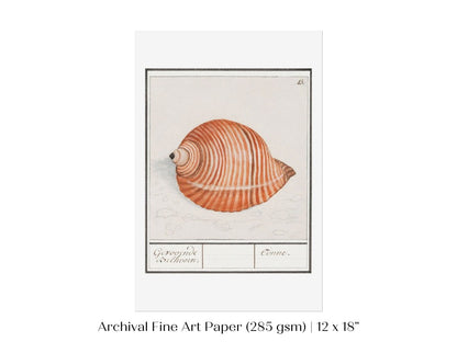 Sea Snail | P262 - Single Art Prints - Piccolo Fiore Prints