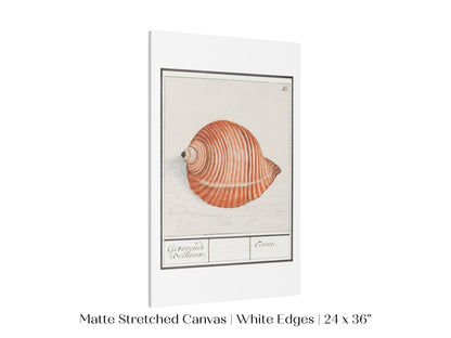 Sea Snail | P262 - Single Art Prints - Piccolo Fiore Prints