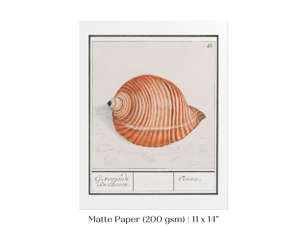 Sea Snail | P262 - Single Art Prints - Piccolo Fiore Prints
