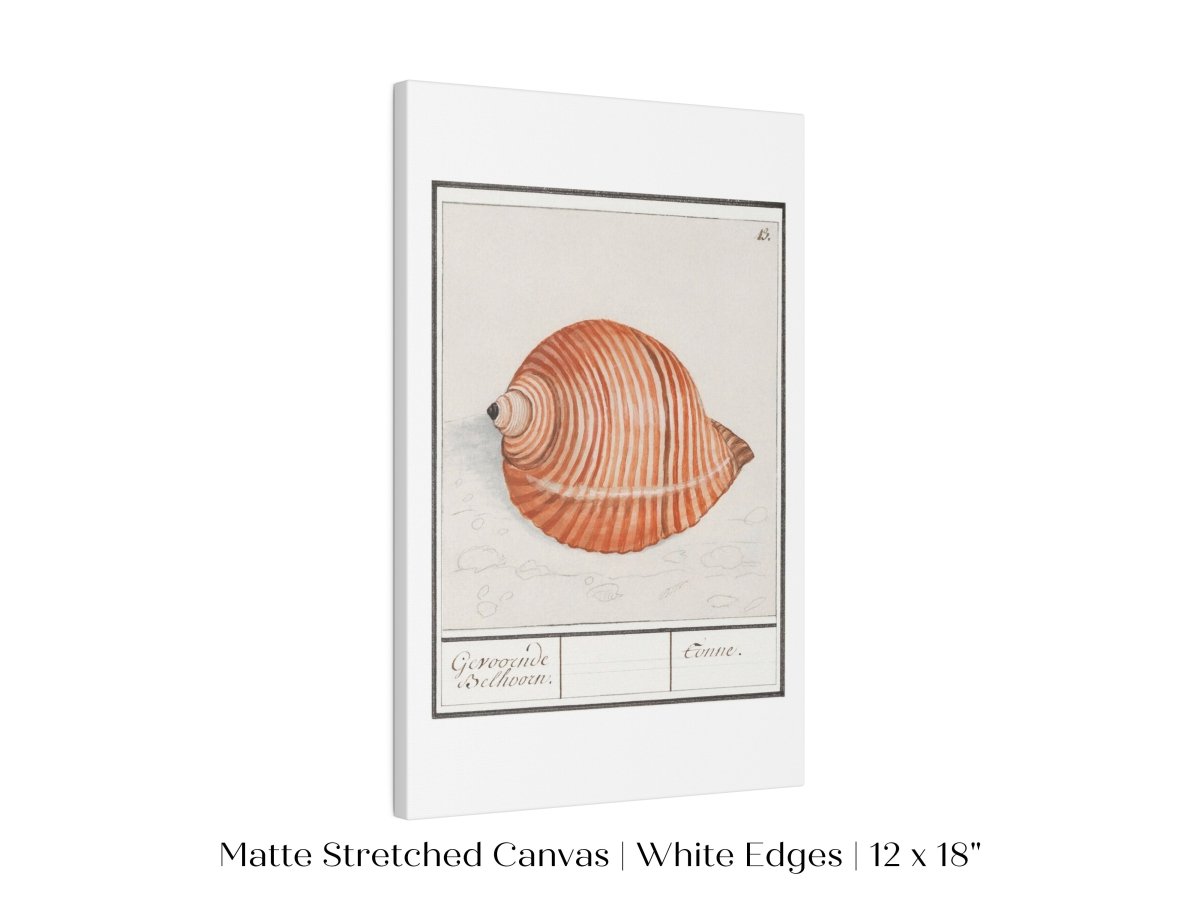 Sea Snail | P262 - Single Art Prints - Piccolo Fiore Prints