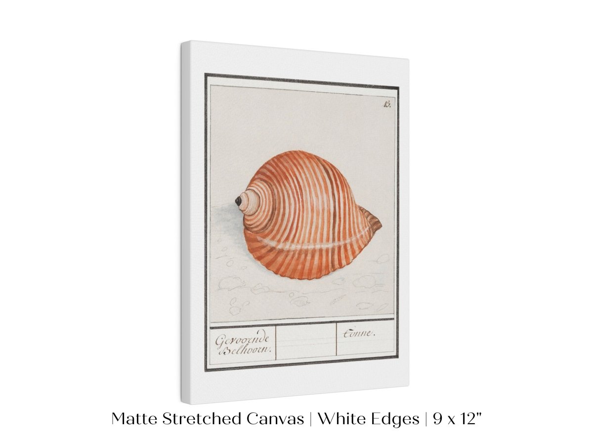 Sea Snail | P262 - Single Art Prints - Piccolo Fiore Prints
