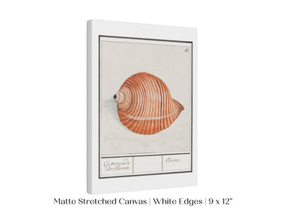 Sea Snail | P262 - Single Art Prints - Piccolo Fiore Prints