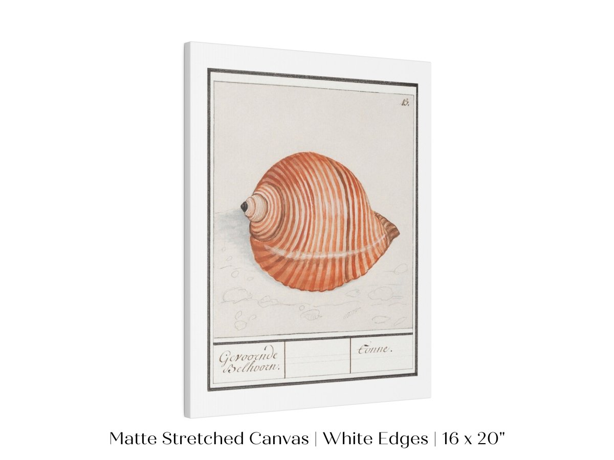 Sea Snail | P262 - Single Art Prints - Piccolo Fiore Prints
