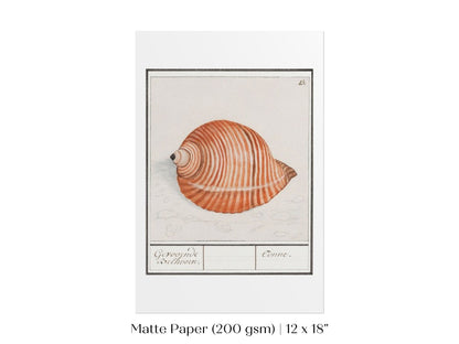 Sea Snail | P262 - Single Art Prints - Piccolo Fiore Prints