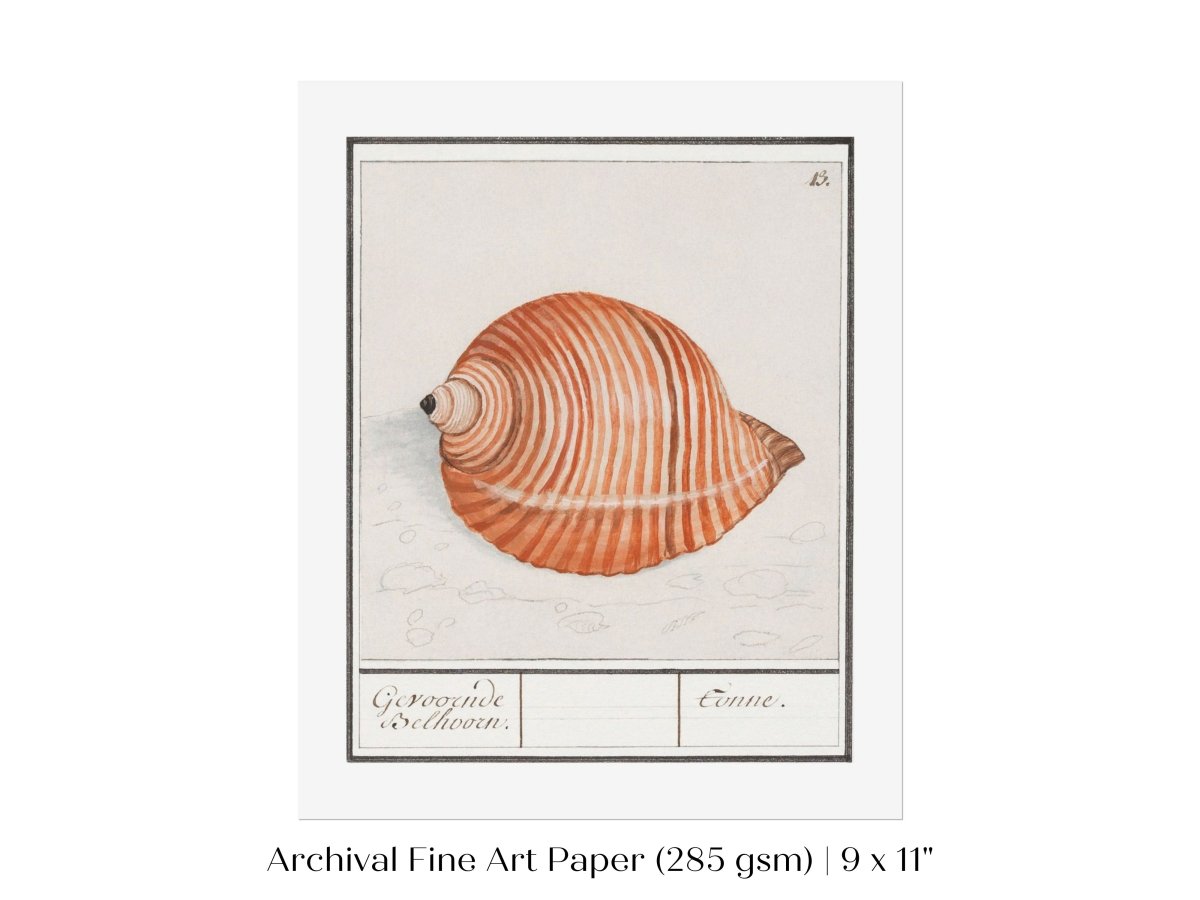 Sea Snail | P262 - Single Art Prints - Piccolo Fiore Prints
