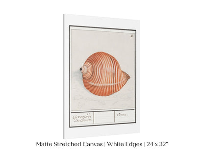 Sea Snail | P262 - Single Art Prints - Piccolo Fiore Prints