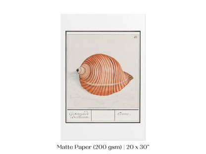 Sea Snail | P262 - Single Art Prints - Piccolo Fiore Prints