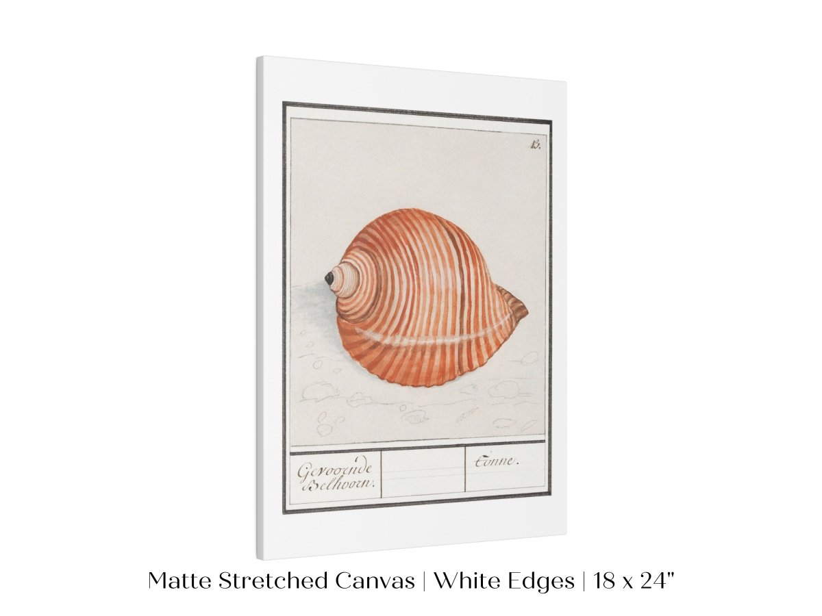Sea Snail | P262 - Single Art Prints - Piccolo Fiore Prints