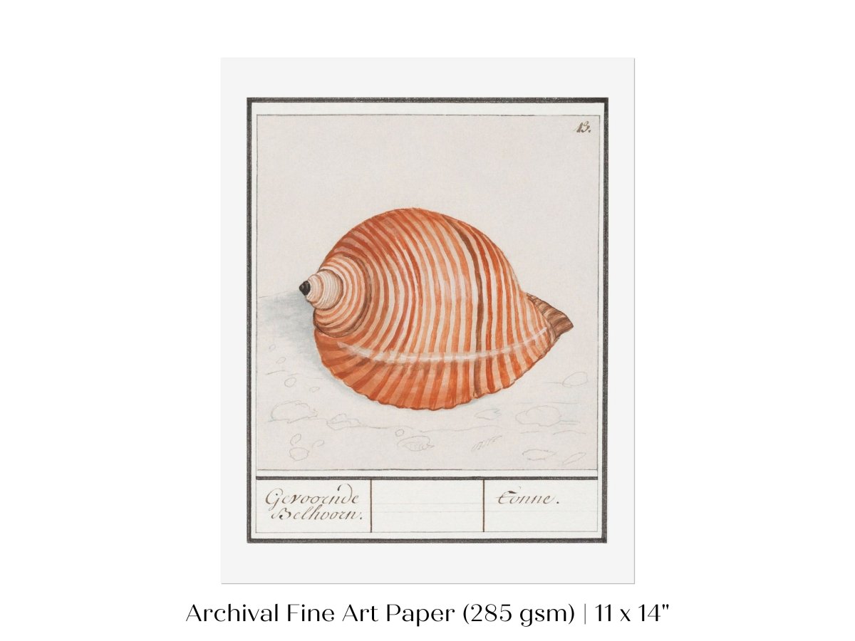 Sea Snail | P262 - Single Art Prints - Piccolo Fiore Prints