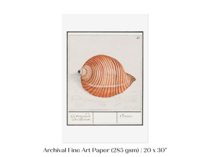 Sea Snail | P262 - Single Art Prints - Piccolo Fiore Prints