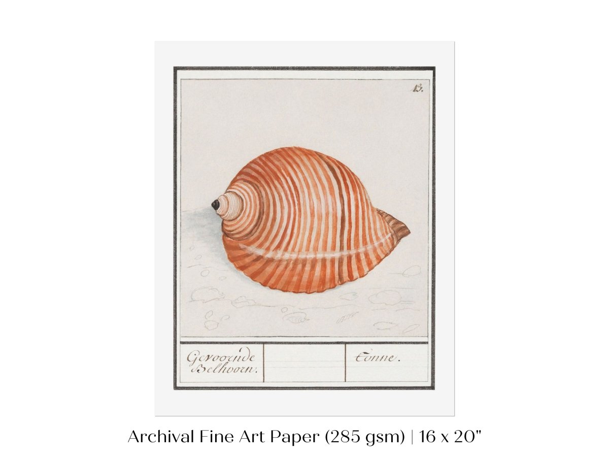 Sea Snail | P262 - Single Art Prints - Piccolo Fiore Prints
