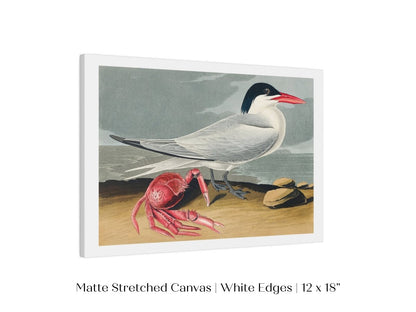 Seagull and Crab | P55 - Single Art Prints - Piccolo Fiore Prints