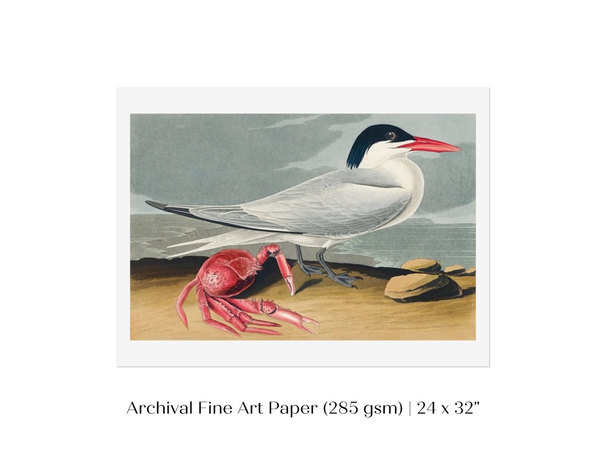Seagull and Crab | P55 - Single Art Prints - Piccolo Fiore Prints