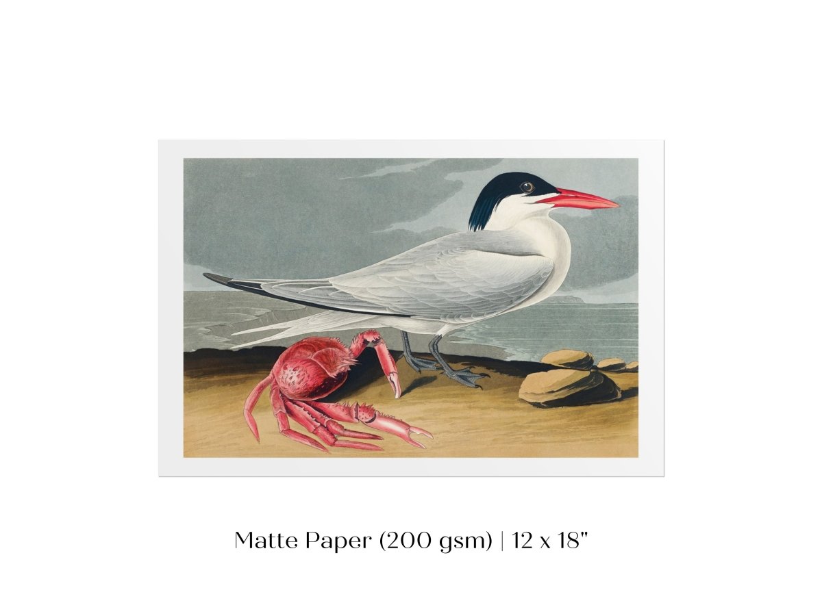 Seagull and Crab | P55 - Single Art Prints - Piccolo Fiore Prints