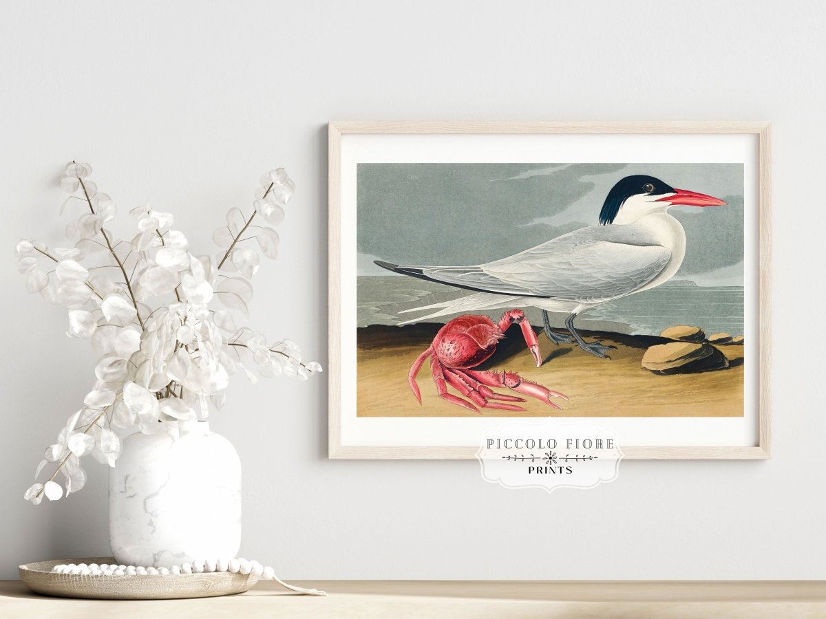 Seagull and Crab | P55 - Single Art Prints - Piccolo Fiore Prints