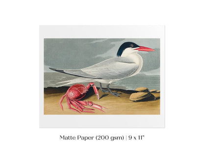 Seagull and Crab | P55 - Single Art Prints - Piccolo Fiore Prints