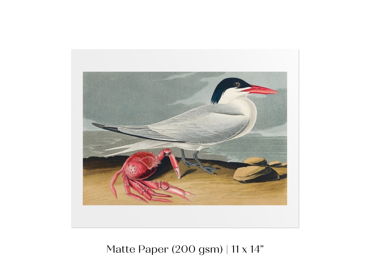 Seagull and Crab | P55 - Single Art Prints - Piccolo Fiore Prints