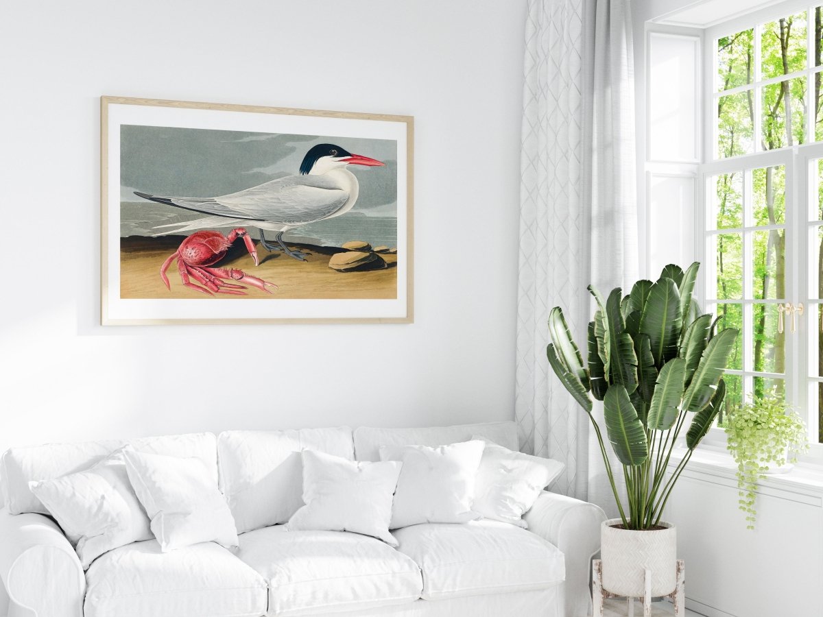 Seagull and Crab | P55 - Single Art Prints - Piccolo Fiore Prints