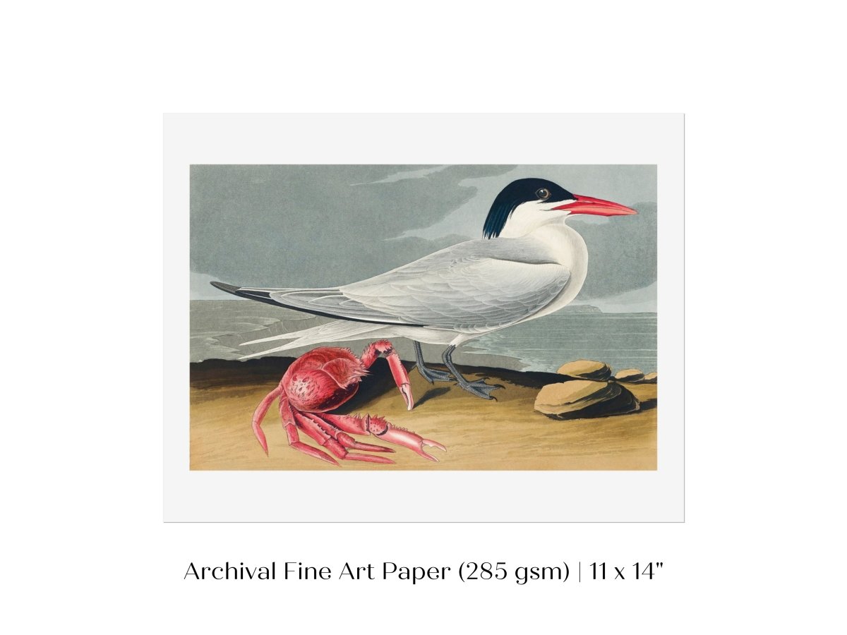Seagull and Crab | P55 - Single Art Prints - Piccolo Fiore Prints
