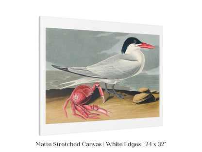 Seagull and Crab | P55 - Single Art Prints - Piccolo Fiore Prints