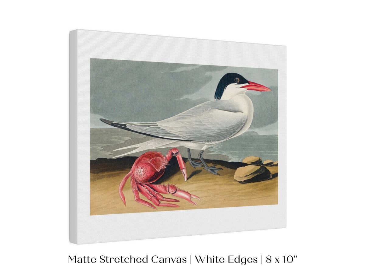 Seagull and Crab | P55 - Single Art Prints - Piccolo Fiore Prints