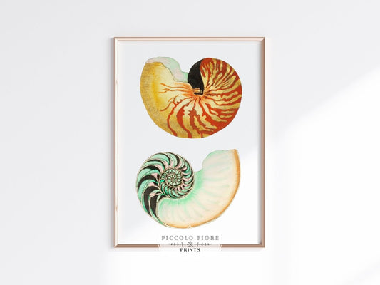 Shell Illustration | P172 - Single Art Prints - Piccolo Fiore Prints