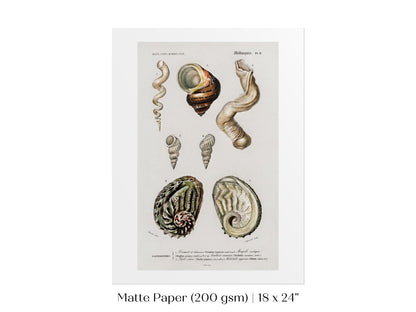 Shell/Mollusk Illustration | P229 - Single Art Prints - Piccolo Fiore Prints
