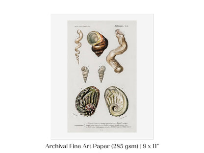 Shell/Mollusk Illustration | P229 - Single Art Prints - Piccolo Fiore Prints