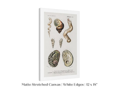 Shell/Mollusk Illustration | P229 - Single Art Prints - Piccolo Fiore Prints
