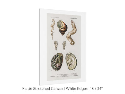 Shell/Mollusk Illustration | P229 - Single Art Prints - Piccolo Fiore Prints