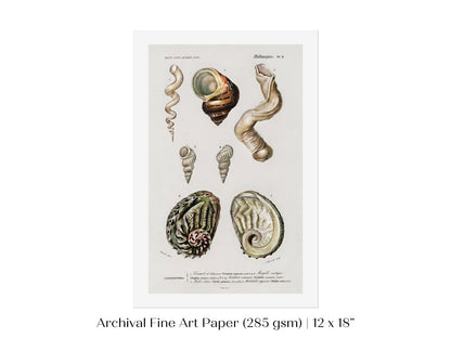 Shell/Mollusk Illustration | P229 - Single Art Prints - Piccolo Fiore Prints
